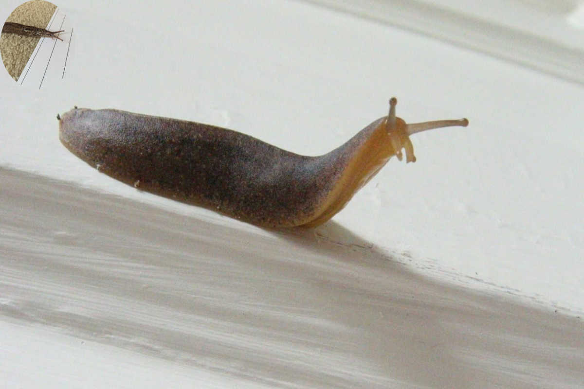 why do slugs come in my house at night