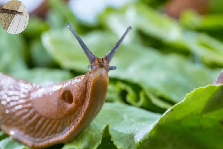 why do slugs come in my house at night