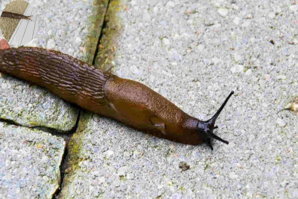 why do slugs come in my house at night