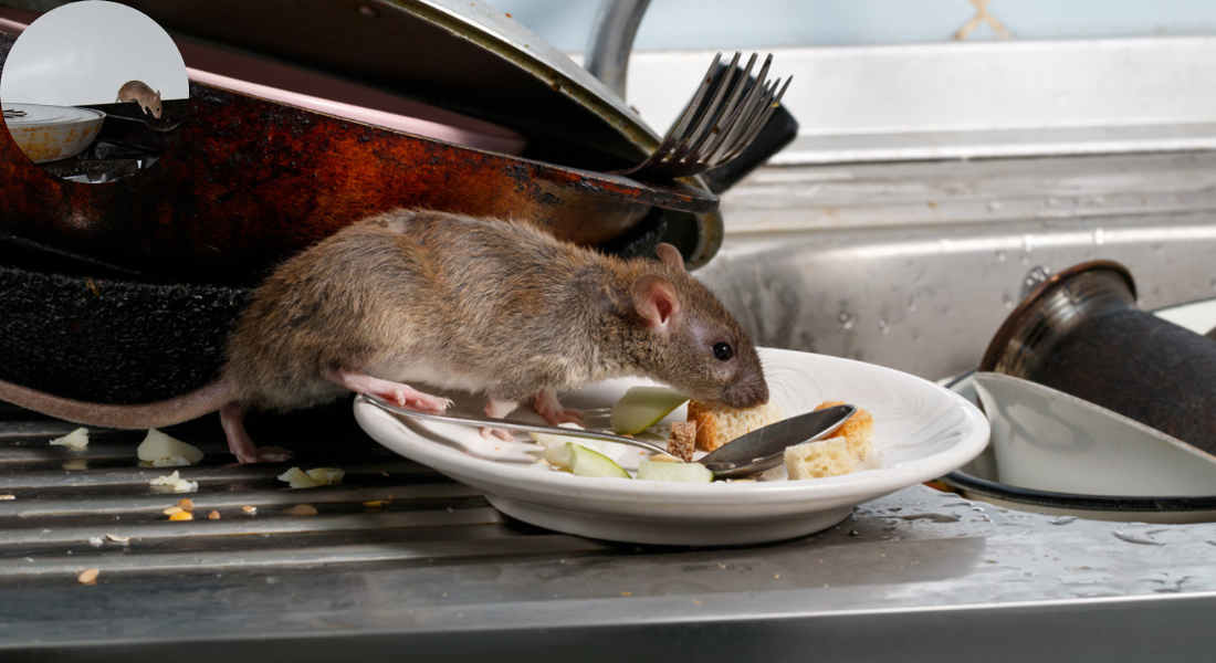 why do mice come in the house in the summer