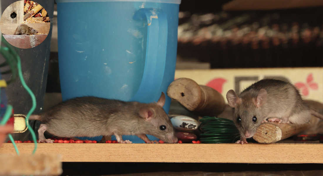 why do mice come in the house in the summer