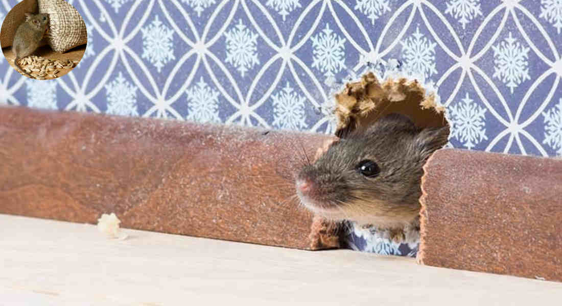 why do mice come in the house in the summer