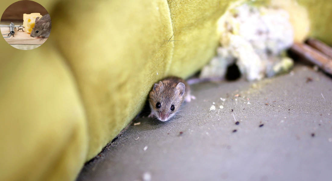 why do mice come in the house in the summer