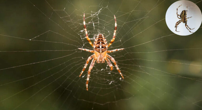 how long do spiders live in your house