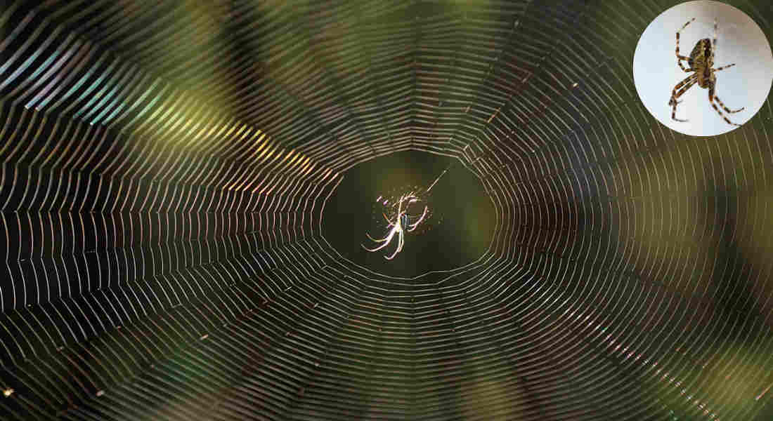 how long do spiders live in your house