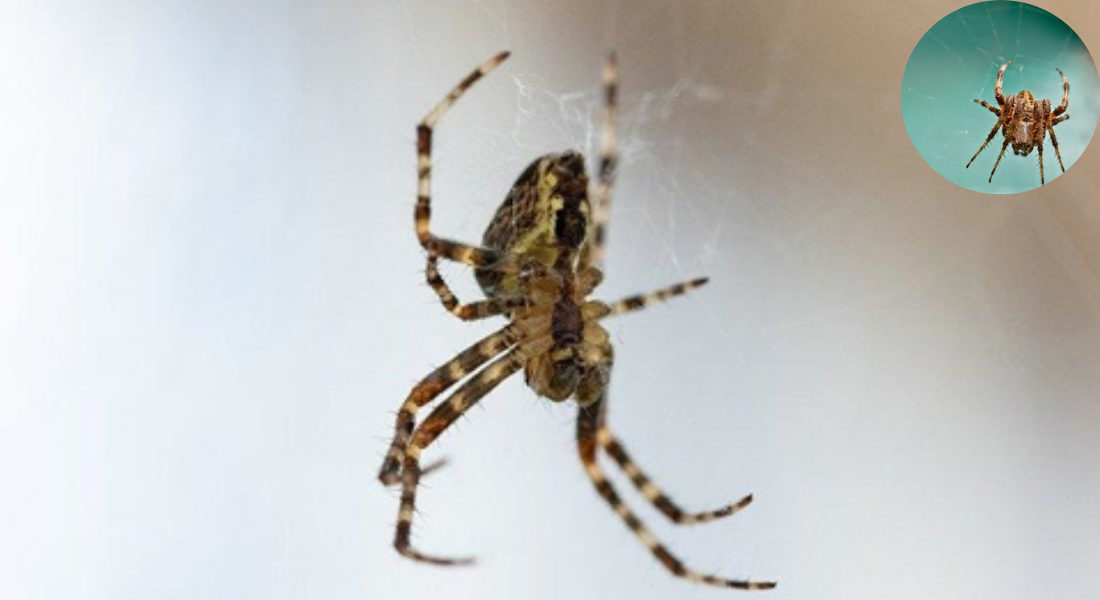 how long do spiders live in your house