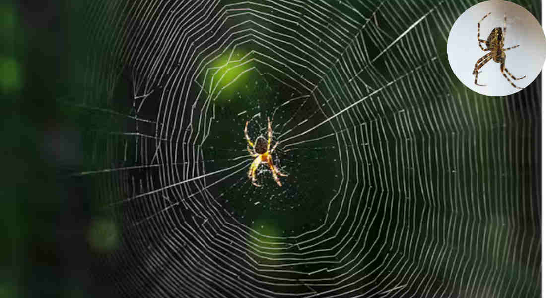 how long do spiders live in your house