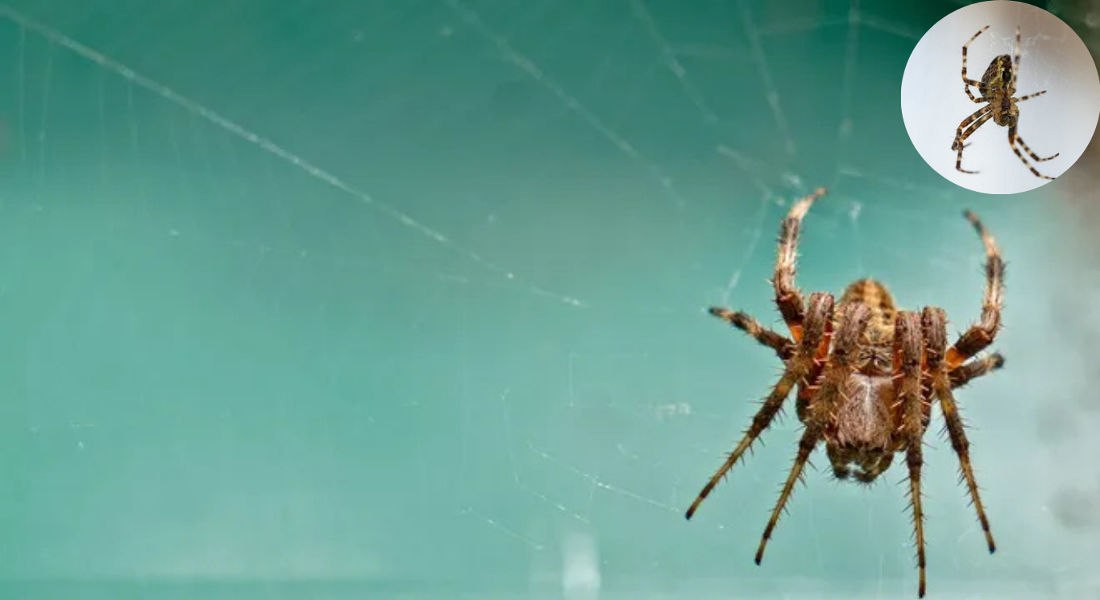 how long do spiders live in your house