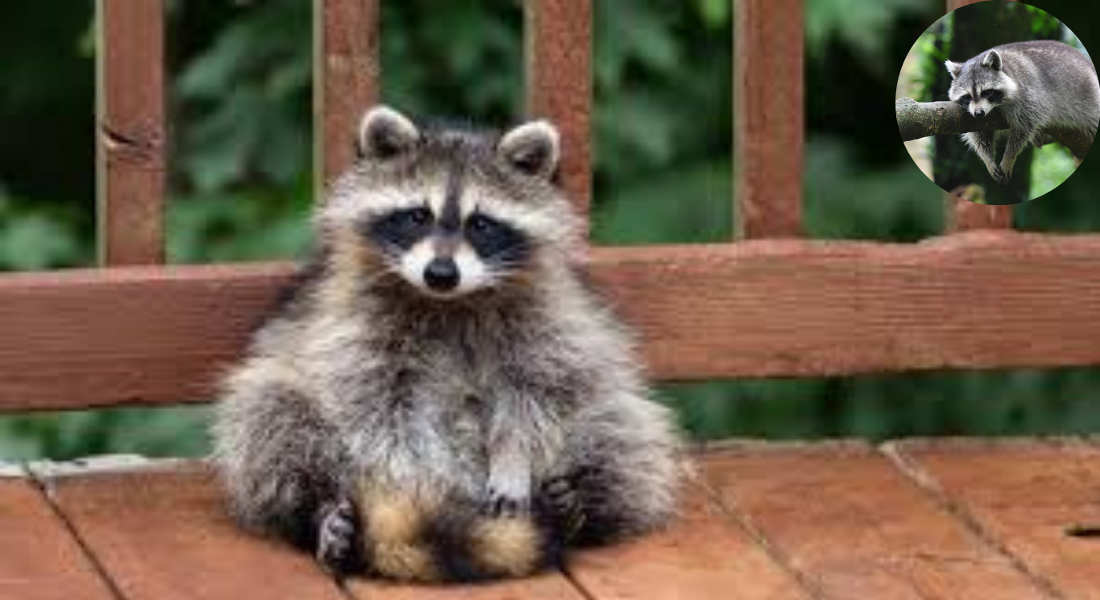 how to get raccoon out of house