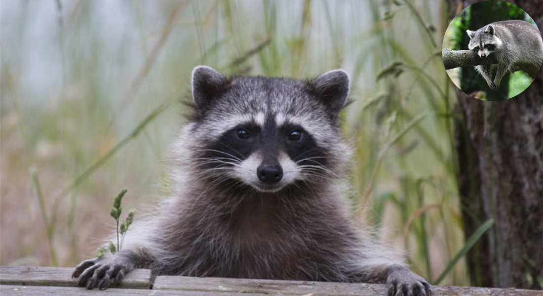 how to get raccoon out of house