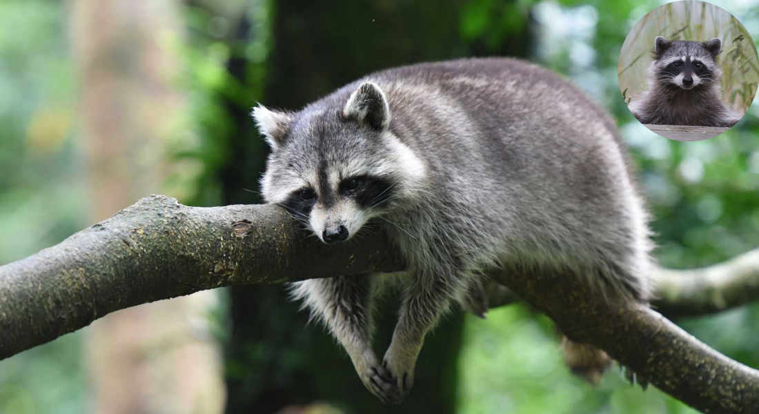 how to get raccoon out of house