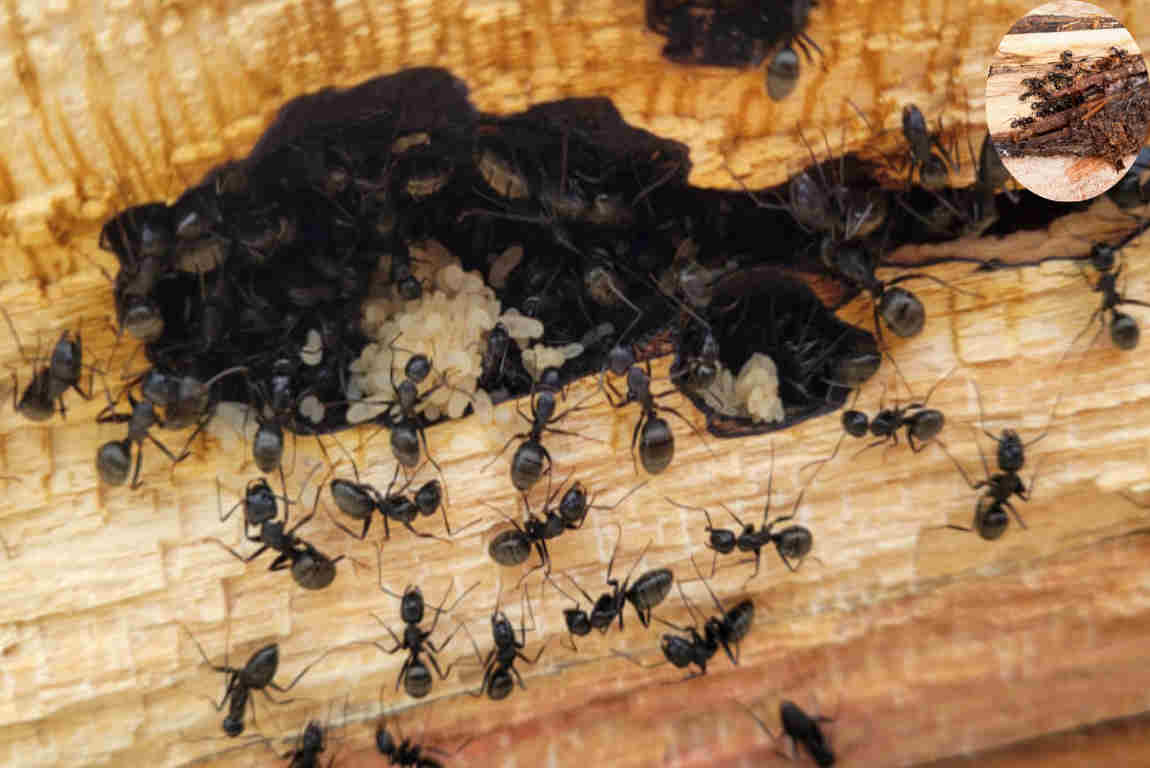 ants in house can't find source