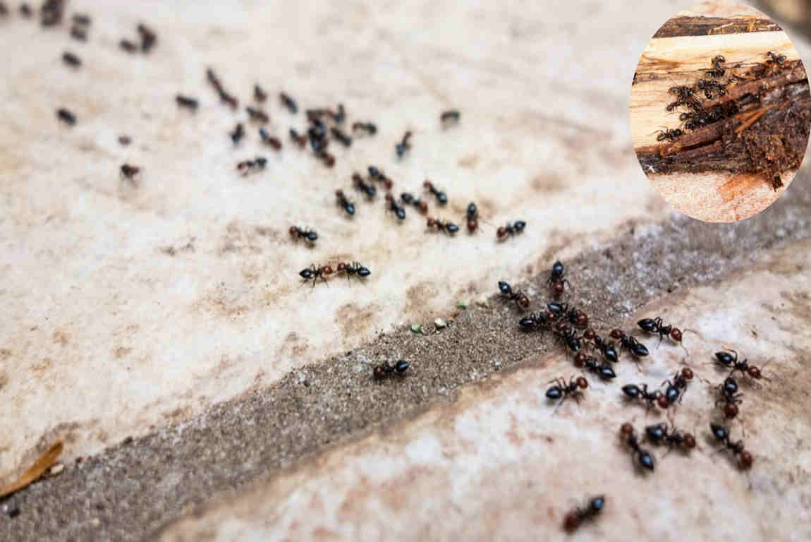 ants in house can't find source