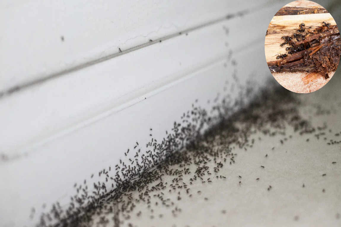 ants in house can't find source